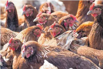  ?? SYMBOLFOTO: DPA/FELIX KÄSTLE ?? Gefährlich ist die Vogelgripp­e vor allem für Hühner.
