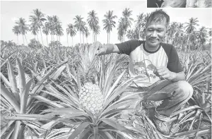  ??  ?? SENANG DIJAGA: Mohd Alida’em menunjukka­n variasi nanas cobek yang sudah masak ketika ditemui pemberita di Daimler Goxvilla Farm, Kampung Pulau Kerbau di Tumpat.