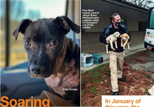  ??  ?? Pine Bluff animal control officer Brian McDowel gets puppies ready for transport out of the shelter.
Polly Pocket