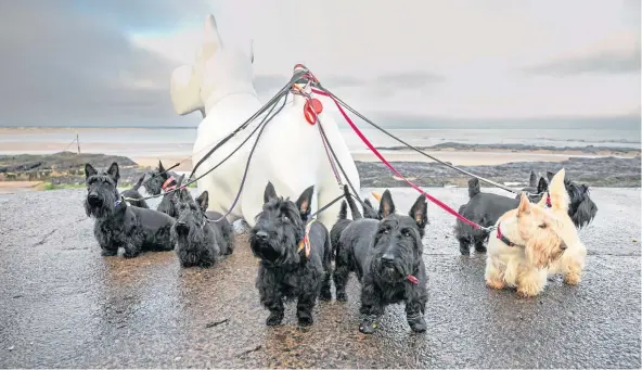  ?? ?? PUPPY LOVE: Scotties take a lead in the fundraisin­g project which involves 30 sculptures being placed around St Andrews. Picture by Kim Cessford.