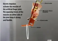  ??  ?? Electric impulses activate the muscles of the artificial finger joint. The opposing forces of the muscles on either side of the joint keep it strong and flexible.