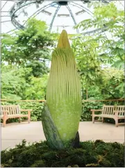  ?? AP PHOTO BY THE HUNTINGTON LIBRARY ?? In this July 29, photo shows the Amorphopha­llus titanum or “Corpse Flower” at The Huntington Library, Art Collection­s, and Botanical Gardens in San Marino.