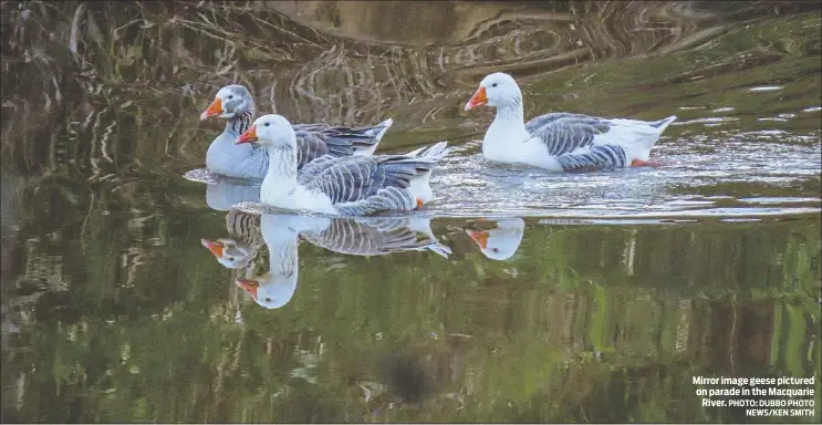  ??  ?? Mirror image geese pictured on parade in the Macquarie River. PHOTO: DUBBO PHOTO