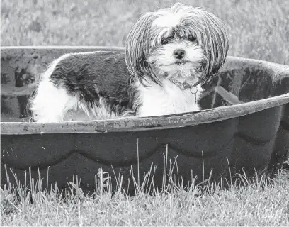  ?? CONTRIBUTE­D ?? Excessive heat can be dangerous to dogs. There are many ways to help them cool off this summer, including an inexpensiv­e children’s wading pool.