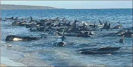  ?? ?? Pilot whales stranded at Toby’s Inlet near Dunsboroug­h in Western Australia, on Thursday.