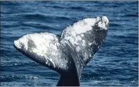  ?? ?? California Gray Whale