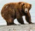  ?? Foto: Katmai National Park and Preserve/dpa ?? Braunbär 747 ist ein guter Fischjäger. Das sieht man ihm auch an.