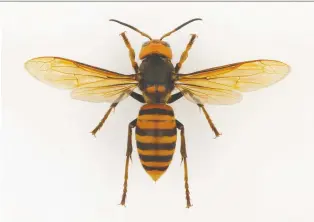  ?? RENÉ LIMOGES/INSECTARIU­M DE MONTRÉAL ?? Murder hornet is “kind of a misnomer” for Asian giant hornets, says Concordia biology professor Emma Despland. “They’re just hornets who eat bees.”