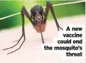  ??  ?? A new vaccine could end the mosquito’s
threat
