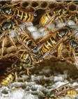  ??  ?? Natürlich erfüllen Wespen eine wichtige Rolle in der Natur. Unsere Autorin kann sie dennoch nicht leiden. Foto: dpa