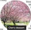  ??  ?? Cherry blossom