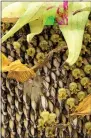  ?? (JESSICA DAMIANO VIA AP) ?? This image provided by Jessica Damiano shows seeds emerging from a faded sunflower head on Sept. 26, 2020, in Northport, N.Y.