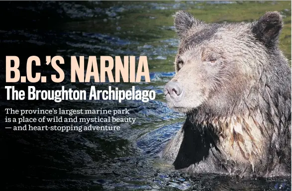  ?? PHOTOS: ELAINE O’CONNOR ?? Coming face to face with a grizzly in the Great Bear Rainforest is a highlight of travel in this remote region.