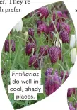  ?? ?? Fritillari­as do well in cool, shady places.