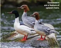  ??  ?? Goosanders are a feature of upland rivers.