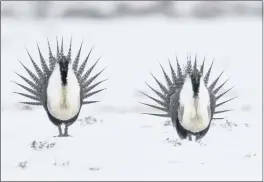  ?? DAVID ZALUBOWSKI — THE ASSOCIATED PRESS FILE ?? Male Greater Sage Grouse perform their mating ritual on a lake near Walden, Colo.