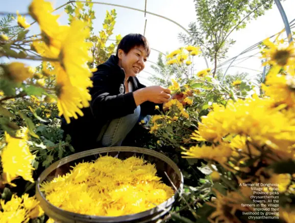  ??  ?? A farmer of Donghexia Village of hebei Province picks chrysanthe­mum flowers. All the farmers in the village improved their livelihood by growing chrysanthe­mums