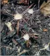  ?? Thismia malipoensi­s ?? Three flowers found in the Laoshan Provincial Nature Reserve in Malipo county, Yunnan province, in 2019.