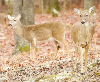  ??  ?? White-tailed deer search for food just before our last big Northwest Arkansas snowstorm. (NWA Democrat-Gazette File Photo/Andy Shupe)