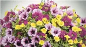  ?? CHRIS BROWN ?? Proven Winners has developed a new recipe called New Orleans that features Supertunia Royale Plum Wine verbena, Supertunia Bordeaux petunia and this year’s new Supertunia Mini Vista yellow petunia.