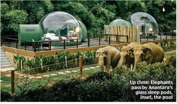  ?? ?? Up close: Elephants pass by Anantara’s glass sleep pods. Inset, the pool