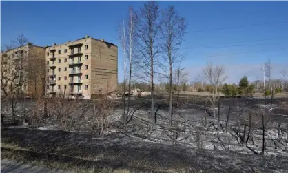  ??  ?? Burned trees in Poliske, one of the abandoned settlement­s in the Chernobyl exclusion zone. Photograph: Reuters