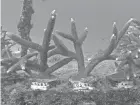  ?? WILFREDO LEE/AP FILE ?? Coral reefs are an important component of the marine ecosystem. They are also important to coastal economies that depend on tourism, marine aquacultur­e and commercial fishing.