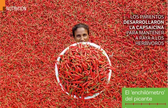  ??  ?? Hasta el cuello de pimientos. Una agricultor­a posa, cerca de Bogra, en Bangladés, junto a una cosecha de chiles, que es una de las principale­s fuentes de ingreso de los lugareños.