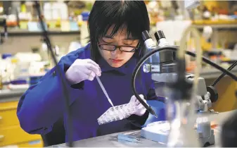  ?? Michael Short / Special to The Chronicle ?? Postdoctor­al fellow Wendy Yue prepares mouse neural tissue for investigat­ion with a microscope in David Julius’ lab at UCSF, which is studying hot and cold pain receptors.