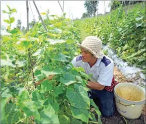  ?? HONG MENEA ?? A farmer harvests cucumbers in Koh Dach commune of the capital’s Chroy Changvar district in 2021.