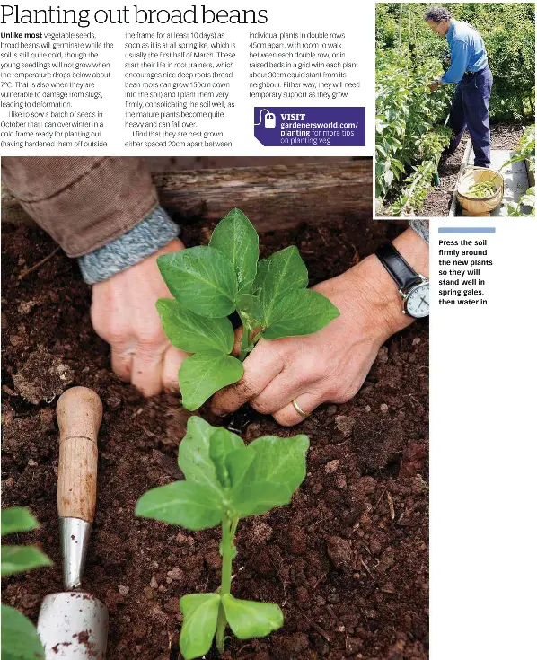 Planting out broad beans - PressReader