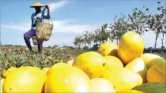  ?? HANUNG HAMBARA/JAWA POS ?? MELIMPAH: Hariyanto, buruh petik, hendak mengambil golden melon yang sudah dipanen di Desa Damarsi, Buduran.