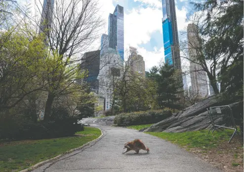  ?? JOHANNES EISELE / AFP VIA GETTY IMAGES FILES ?? Long gone are the softball games, horse-drawn carriages and hordes of tourists that gave New York's Central Park its distinct flavour.