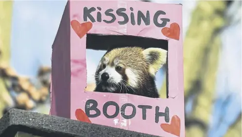  ?? PICTURE: LISA FERGUSON ?? Worries about roses were not troubling Rufio the red panda as he celebrated Valentine’s Day with a visit to a ‘kissing booth’ at Five Sisters Zoo in West Lothian – wonder if there were any takers?