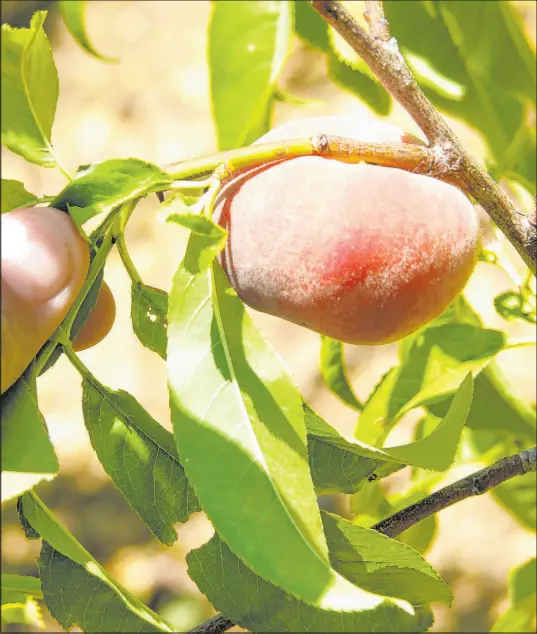  ?? Bob Morris ?? Donut peaches are flat white or yellow peaches with unusually high sugars. Donut peaches are suitable to grow in our area.