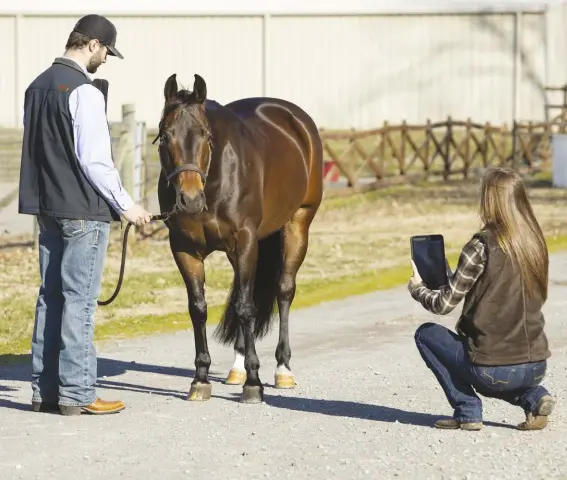  ??  ?? to give your vet the best view of a potential problem, make sure your horse is in good light with the sun behind you, and take several photos.