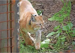  ?? Foto Jure Eržen ?? Projekt Life Lynx omogoča, da se bodo risi ohranili v tem delu Evrope.