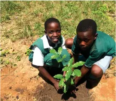  ??  ?? Trees are useful in fighting climate change