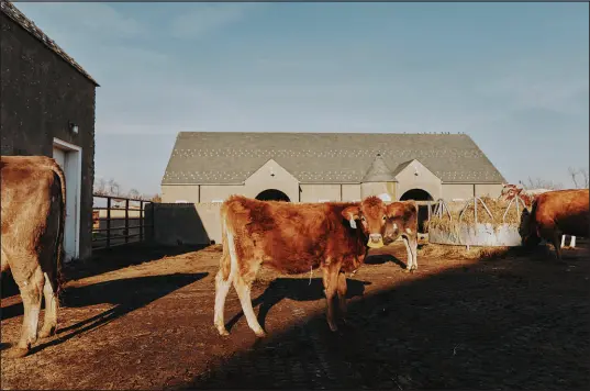  ?? ALEXANDRA GENOVA / THE NEW YORK TIMES ?? Cows roam at Churchtown Dairy on Dec. 16 in Hudson, N.Y. At least one person in Texas has been diagnosed with bird flu following contact with dairy cows presumed to be infected, state officials said Monday.