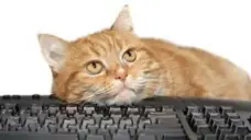  ?? DREAMSTIME ?? Cats learn that walking across a keyboard is a recipe for instant attention.