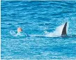  ??  ?? The shark attack at J-Bay and below Mick Fanning.