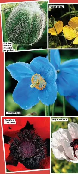  ?? ?? Meconopsis
Beauty of Livermere
Royal Wedding