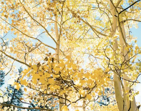  ?? BENJAMIN RASMUSSEN/THE NEW YORK TIMES 2020 ?? Fall foliage near Grant, Colorado. Leaf-peeping season is arriving later and sticking around for a shorter period of time due to climate change.