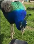  ??  ?? A friendly peacock gets fed.