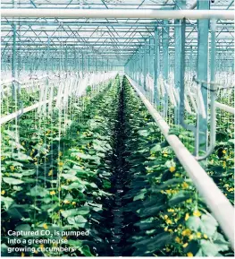 ??  ?? Captured CO2 is pumped into a greenhouse growing cucumbers