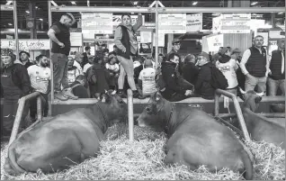  ?? STEPHANIE LECOCQ / REUTERS ?? People stand next to cows as farmers protest inside the Porte de Versailles Exhibition Center in Paris on Saturday.