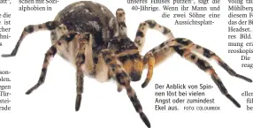  ?? FOTO: COLOURBOX ?? Der Anblick von Spinnen löst bei vielen Angst oder zumindest Ekel aus.