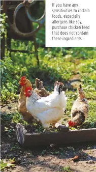  ??  ?? If you have any sensitivit­ies to certain foods, especially allergens like soy, purchase chicken feed that does not contain these ingredient­s.