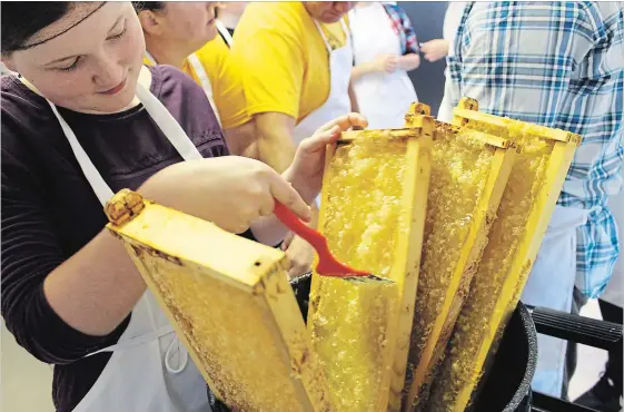  ?? SPECIAL TO THE EXAMINER ?? Holy Cross Bee Club member Emily Berardi uses a comb to uncap the honey cells in trays that have been removed from the bee hive. The trays are then placed in a honey extractor that will remove the honey, using a centrifuga­l force.