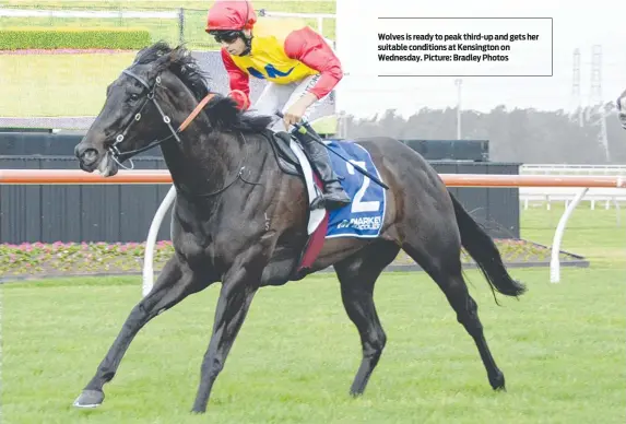  ?? ?? Wolves is ready to peak third-up and gets her suitable conditions at Kensington on Wednesday. Picture: Bradley Photos